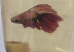 Betta Fish