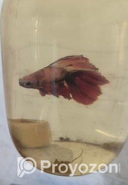 Betta Fish
