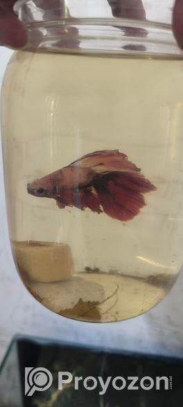 Betta Fish