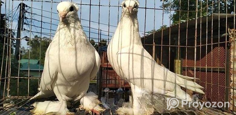 ইন্ডিয়ান লোটন কবুতর