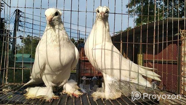 ইন্ডিয়ান লোটন কবুতর