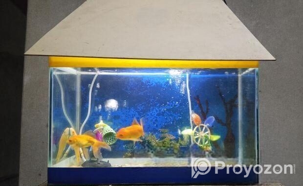 Aquarium Full Setup