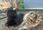 Cat Sell Post