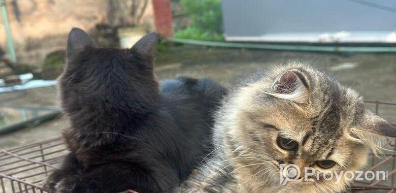 Cat Sell Post