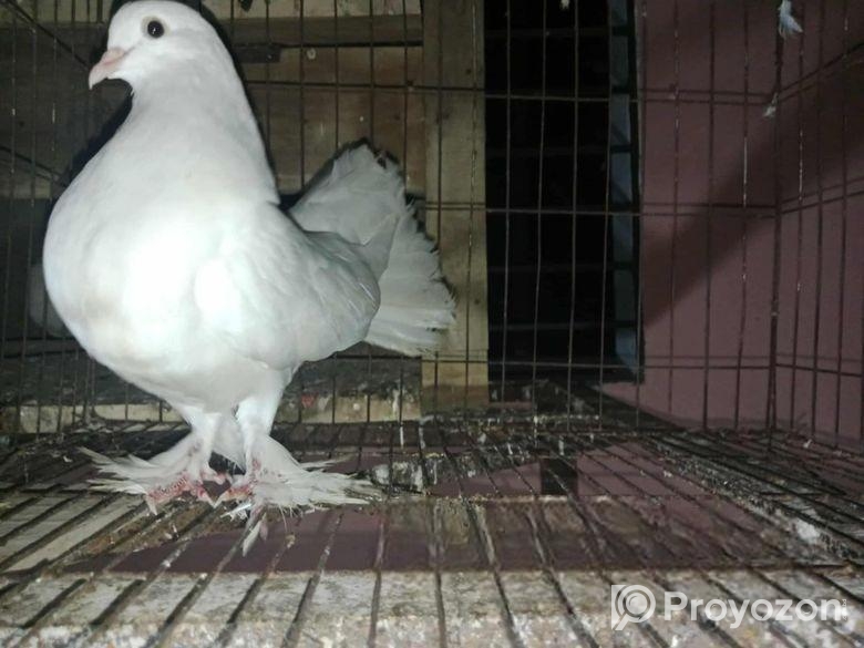 পেশওয়ারি মাদি