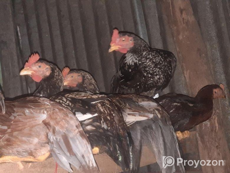 ৩ মাস বয়সের বেঙ্গাম আছে ১২পিস সব High Quality