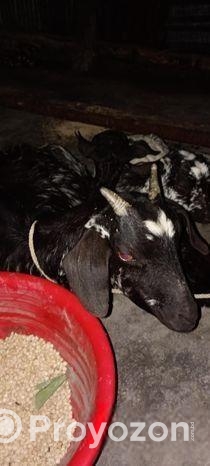 দেশীয় ছাগল