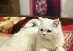 Pure persian cat for sale