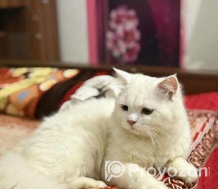 Pure persian cat for sale