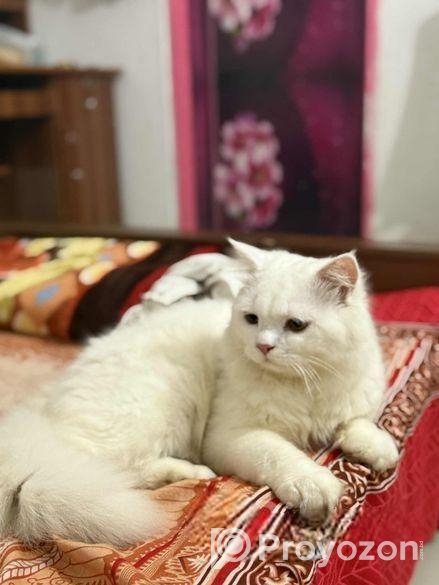 Pure persian cat for sale