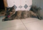Adult Persian female