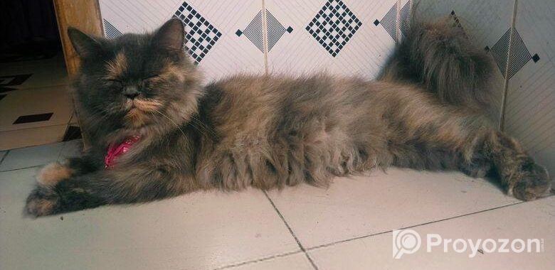 Adult Persian female