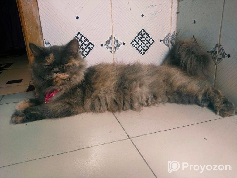 Adult Persian female