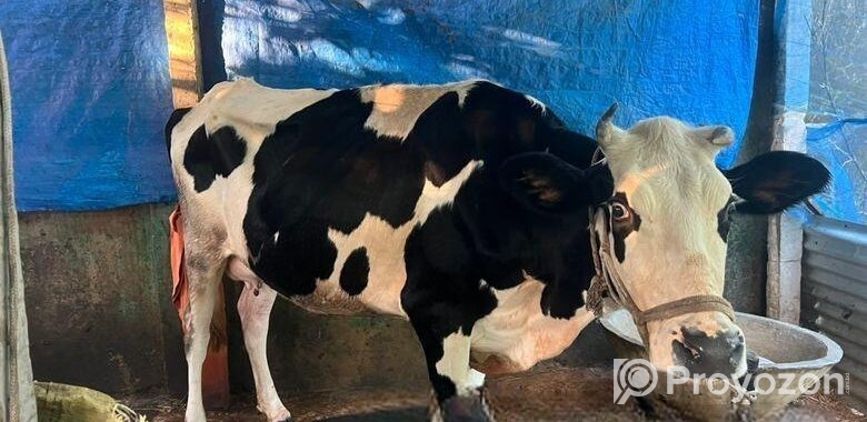 ফ্রিজিয়ান গরু