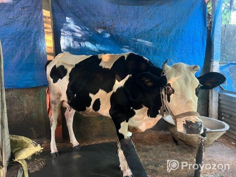 ফ্রিজিয়ান গরু