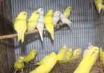 লোটিনো/এলভিনো বাজরিগার (লাল চোখ)