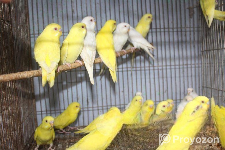 লোটিনো/এলভিনো বাজরিগার (লাল চোখ)