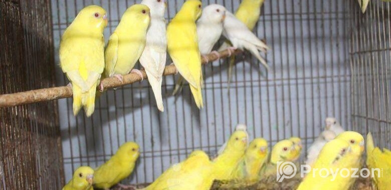 লোটিনো/এলভিনো বাজরিগার (লাল চোখ)