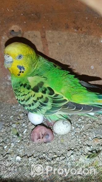 বাজরিগার বাচ্চা সহ জুড়া