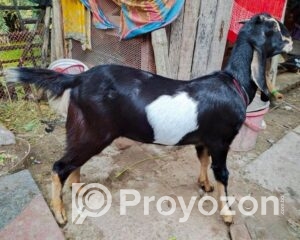 aiease_1762058137599