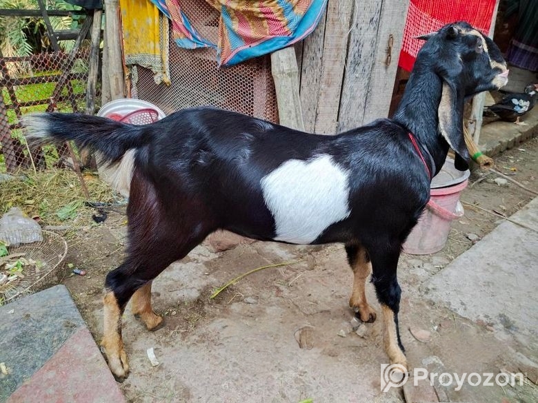 রাম ছাগল বিক্রয়