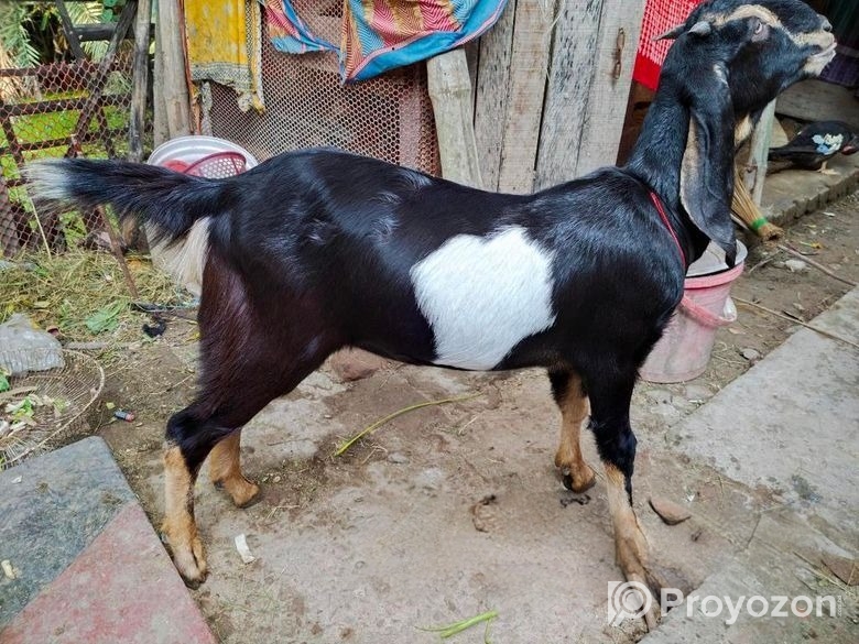 রাম ছাগল বিক্রয়