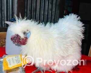 fitted-1-Copy-Copy-Copy_2025-11-02_09-28-24