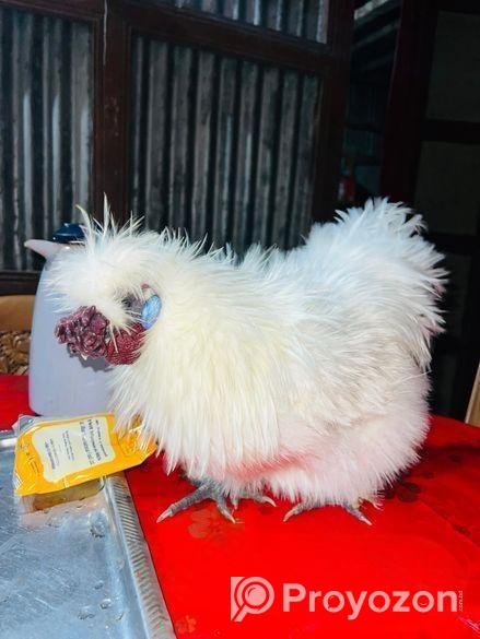 সিল্কি মুরগির বীজ ডিম লাগলে ইনবক্স করেন