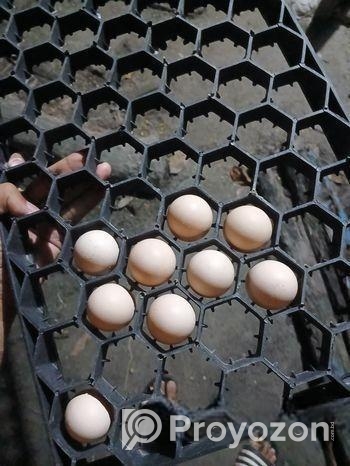 সিল্কি মুরগির বীজ ডিম লাগলে ইনবক্স করেন