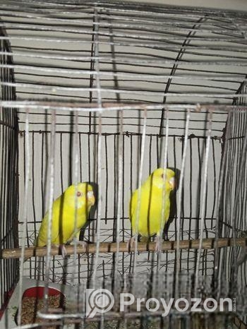 লুটিনো বাজরিগার