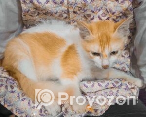 fitted-10_2025-11-01_10-37-42