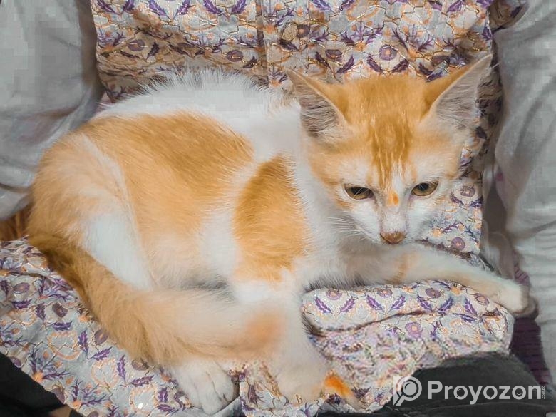 Parsian Mix Baby Cat