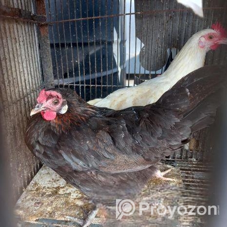 দেশি মুরগি