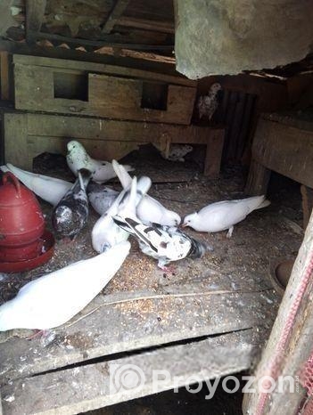 কবুতার বিক্রি করা হবে