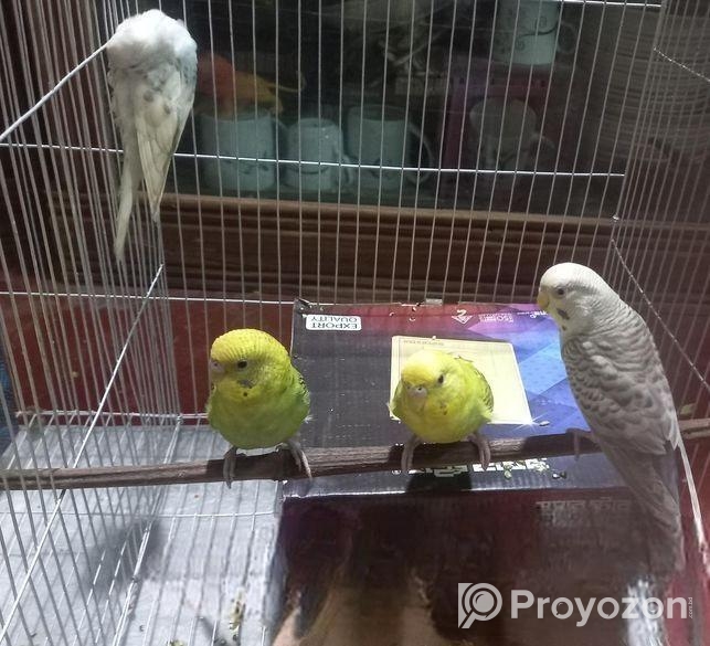 বাজিগার