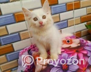 fitted-10_2025-11-17_09-58-33