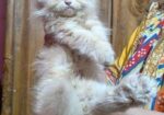 Persian Kitten Male Female