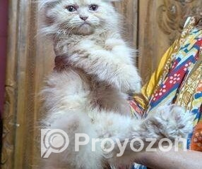 fitted-10_2025-11-22_11-07-43