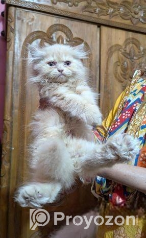 Persian Kitten Male Female