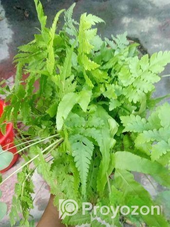 কাটিং গাছ