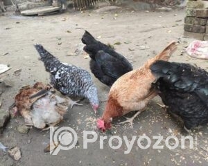 fitted-10_2025-11-26_10-55-53