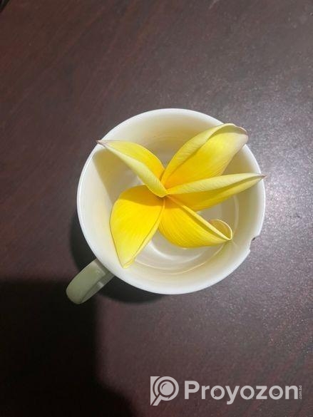 কাঠগোলাপ গাছ বিক্রি হবে