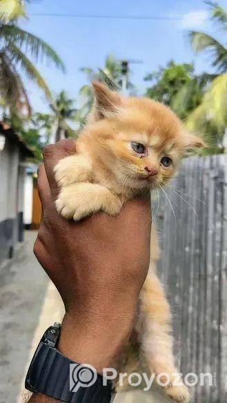 পার্সিয়ান বিড়ালের বাচ্চা