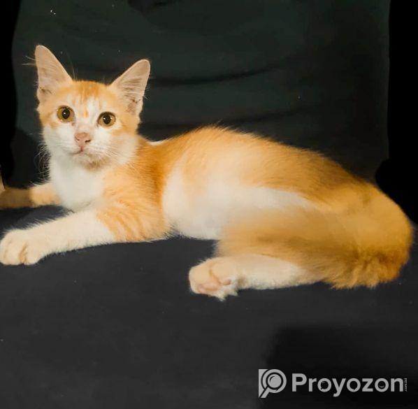 Parsian Mix Baby Cat