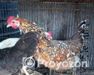 fitted-11_2025-11-04_09-33-24