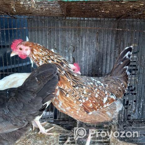 দেশি মুরগি