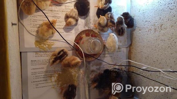 দেশি মুরগীর বাচ্চা বিক্রয় করা হবে।