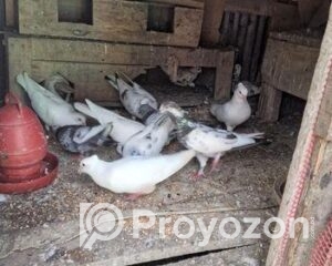 fitted-11_2025-11-10_09-31-17