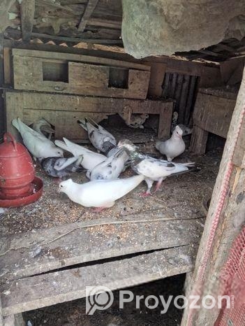 কবুতার বিক্রি করা হবে