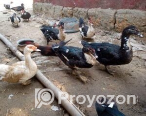 fitted-11_2025-11-11_09-53-45